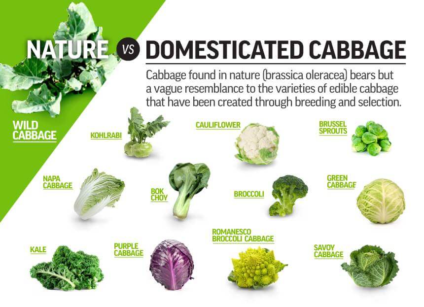 4-30 Domesticated Cabbage