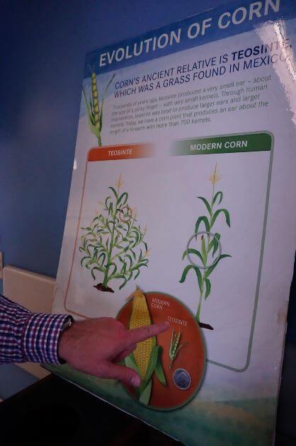 Corn Plant Then and Now