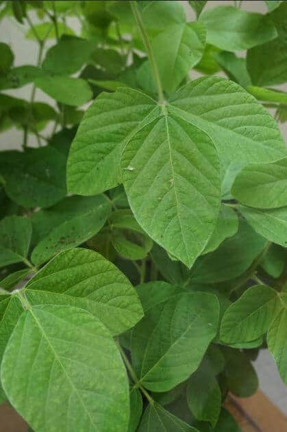 Genetically Engineered Soybean Leaves