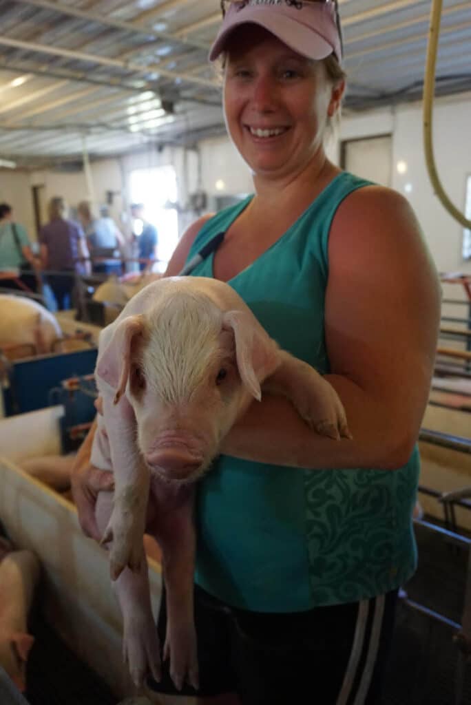 pig farm tour