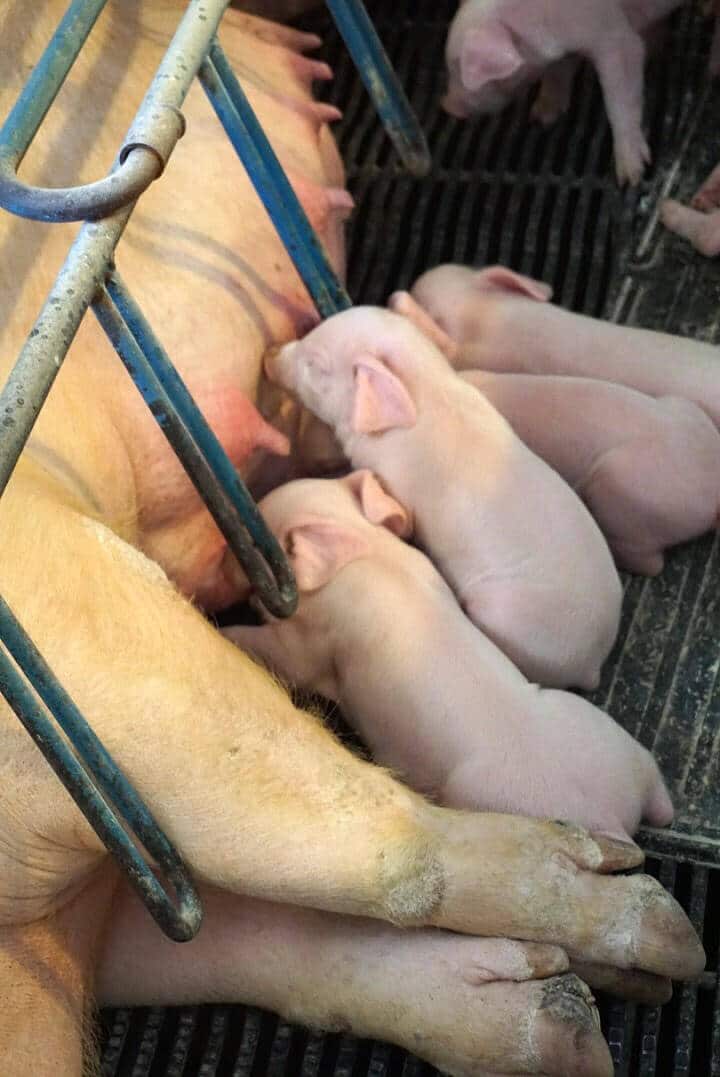 agriculutre safety-of-piglets